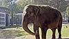 В белградском зоопарке живет множество интересных зверей, например, слоны